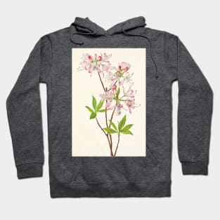 Pinkshell azalea - Botanical Illustration Hoodie